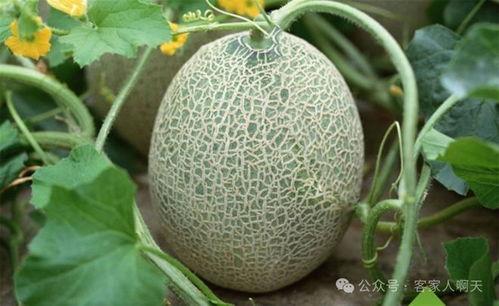 海南哈密瓜今日行情2025,2025年海南哈密瓜市场行情实时解析