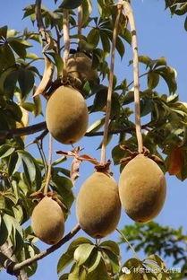 角瓜颜色黑可以吃吗,安全可食用，营养丰富的健康之选