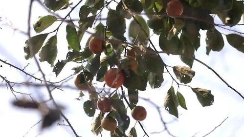 今日2k吊瓜价格,今日行情一览”