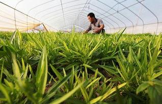 广西柳城毛瓜今日新闻,丰收季里的绿色经济新篇章