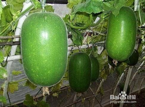 哈密瓜越吃越黑吗,哈密瓜越吃越黑的秘密