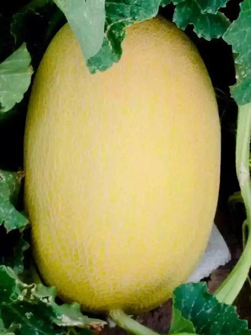 新疆的哈密瓜价格今日,品质佳、口感好，价格稳中有升”