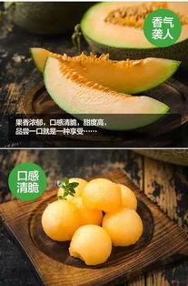 新疆的哈密瓜价格今日,品质佳、口感好，价格稳中有升”