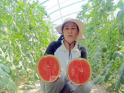 中牟吊瓜今日价格表,行情波动一览