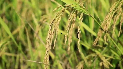 万邦今日吊瓜报价,行情波动，市场动态一览