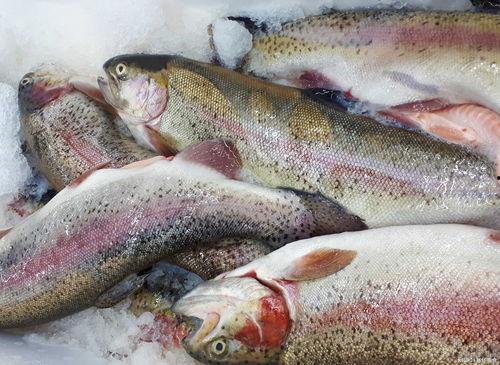 什么鱼吃黑蜜瓜最好吃呢,黑蜜瓜的完美搭档