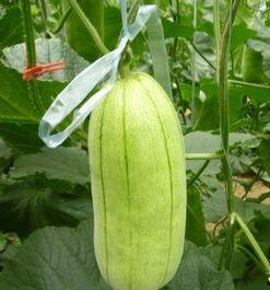 高石脆瓜今日价格走势,今日走势解析