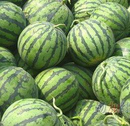 高石脆瓜今日价格走势,今日走势解析