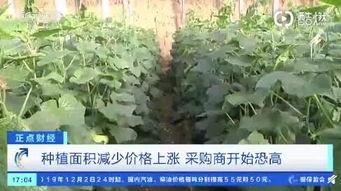 寿光小瓜今日价格行情,今日行情一览”