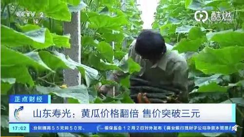 寿光小瓜今日价格行情,今日行情一览”