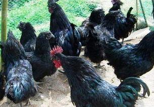 黑守瓜能给鸡吃吗图片,鸡的天然美食探索之旅”