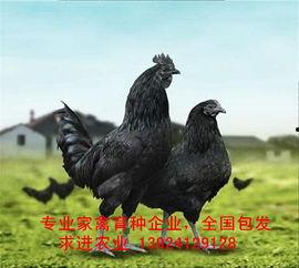 黑守瓜能给鸡吃吗图片,鸡的天然美食探索之旅”