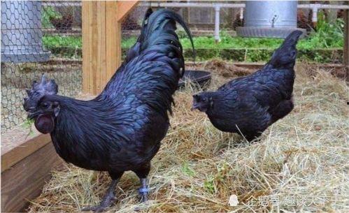 黑守瓜能给鸡吃吗图片,鸡的天然美食探索之旅”