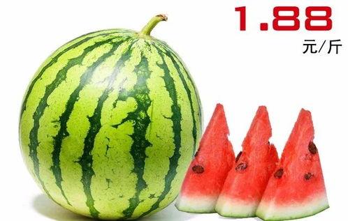 湛江市今日水果吊瓜,今日鲜甜上市，尽享夏日果香