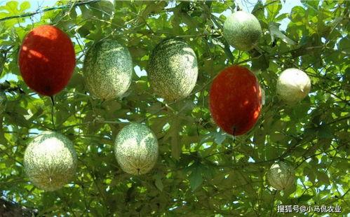 湛江市今日水果吊瓜,今日鲜甜上市，尽享夏日果香