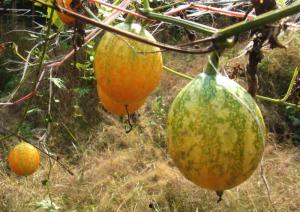 湛江市今日水果吊瓜,今日鲜甜上市，尽享夏日果香
