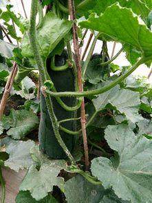 黑吊瓜怎么吃,解锁美味新体验