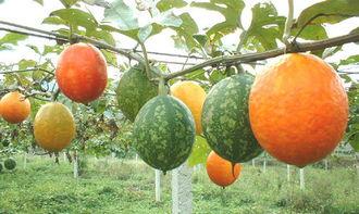 黑吊瓜怎么吃,解锁美味新体验