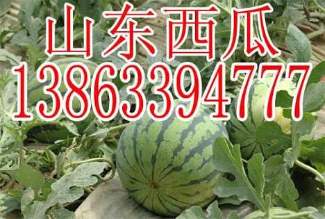 山东今日小瓜价格行情,波动中寻稳，市场供需动态解析