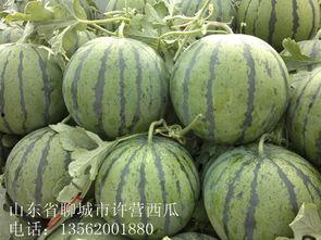 山东今日小瓜价格行情,波动中寻稳，市场供需动态解析