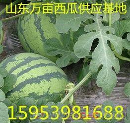 山东今日小瓜价格行情,波动中寻稳，市场供需动态解析