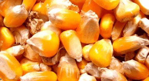 保定吊瓜今日价格表,市场行情一览