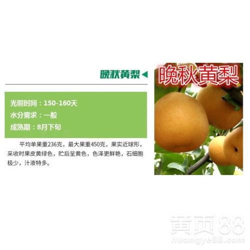 保定吊瓜今日价格表,市场行情一览