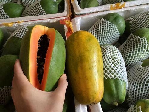 糖尿病人吃黑脆瓜行吗,黑脆瓜的营养与益处