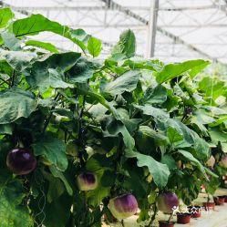 今日寿光吊瓜价格表,今日寿光吊瓜价格波动分析