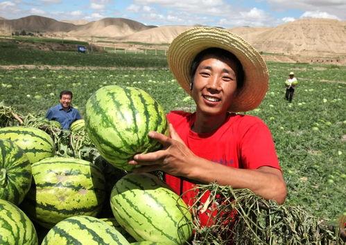 今日头条砂瓜产业前景,绿色崛起，未来农业新宠儿