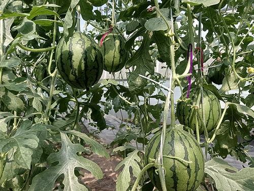 砀山小吊瓜今日行情如何,丰收喜人，价格稳中有升