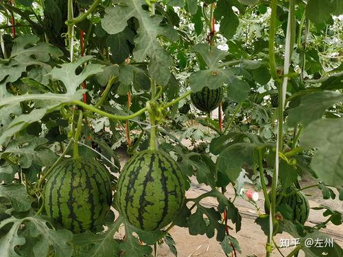 小吊瓜今日价格最新行情,今日行情一览”