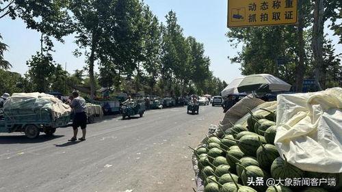 小吊瓜今日价格最新行情,今日行情一览”