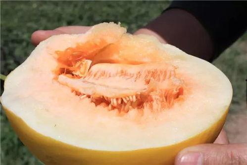 民勤蜜瓜今日报价,价格行情一览