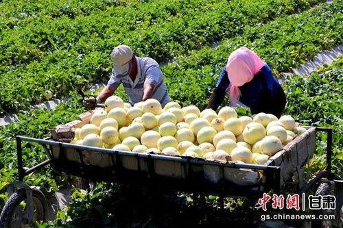 民勤蜜瓜今日报价,价格行情一览