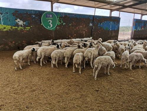 自由吃瓜基地 羊黑控场,羊黑控场现象深度解析