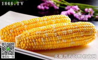 黑龙江白瓜今日价格,市场行情稳中求进