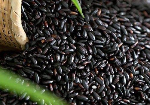 黑麻瓜可以吃吗图片