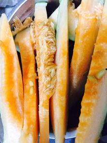 新疆今日哈密瓜价格查询,品质瓜果，价格行情一览