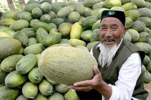 新疆今日哈密瓜价格查询,品质瓜果，价格行情一览