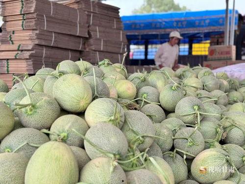 高碑店蜜瓜今日价格行情,价格行情一览