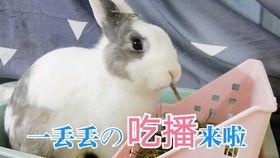 黑料吃瓜困困兔直播,困困兔直播带你揭秘娱乐圈幕后真相