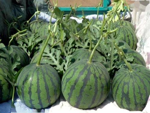 万邦吊瓜今日行情,今日市场动态一览