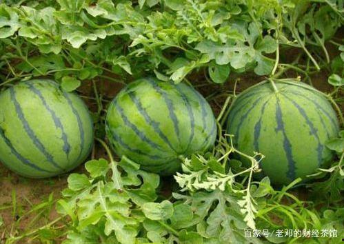 今日的瓜很多什么意思,揭秘娱乐圈最新热点事件