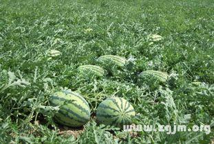 今日的瓜很多什么意思,揭秘娱乐圈最新热点事件