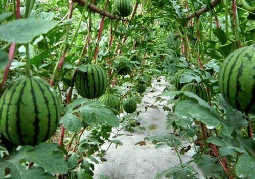 今日的瓜很多什么意思,揭秘娱乐圈最新热点事件