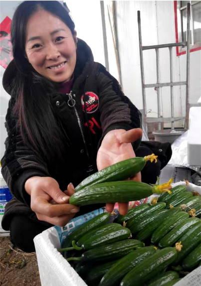 郯城今日瓜价行情最新价格,今日瓜价一览，新鲜瓜果价格走俏”