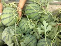 郯城今日瓜价行情最新价格,今日瓜价一览，新鲜瓜果价格走俏”