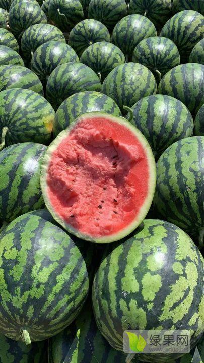 昌乐吊瓜今日价格行情,品质佳价优，市场反响热烈