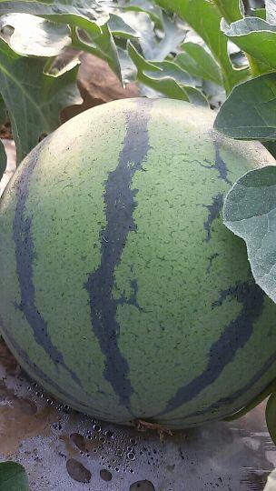 昌乐吊瓜今日价格行情,品质佳价优，市场反响热烈